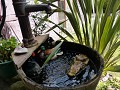 Een krokodil en een Peking Duck leven vredig samen
