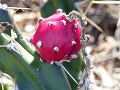De rode vrucht van een cactus.
