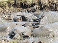 Buffels tijdens hun schoonheidskuur in het modderb