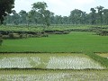 rijstvelden tussen de theeplantage