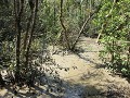 Sundarban boottocht, mangrove aan Karamjal forest 