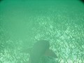 snorkelen op barriere rif : haai
