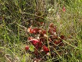 Prince Albert NP, pitcher plant