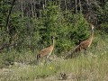 Frontier Trail, Sandhill Cranes, Canadese kraanvog