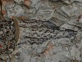 Joggins Fossil Cliffs, versteende boomstam