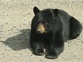 Great Northern Loop - dag 9, 2de zwarte beer, ligt