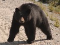 Great Northern Loop - dag 9, 2de zwarte beer onder