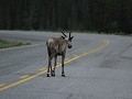 Alaska Hwy, kariboe toont de weg
