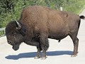 Liard Trail - bizon in de weg