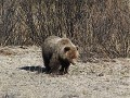 zeer jonge Grizzly beer zonder moeder, Alaska Hwy