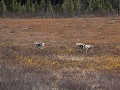 kariboes langs Stewart-Cassiar Hwy