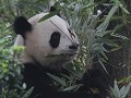 reuzenpanda eet bamboe