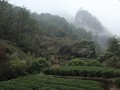 Wuyishan, langs de theeveldjes, wandeldag 2