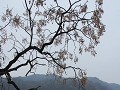Fenghuang, typisch uitzicht