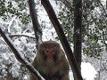 Zhangjiajie, listige aapjes op dag 2