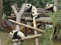 Chengdu reuzenpanda's, 3-4 mnd oud 