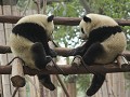 Chengdu, jonge reuzenpanda's  