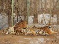 Harbin, Siberische tijger park 
