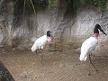 'Zoológico de Cali' : de nationale vogel van Brazi