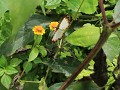 Minca, vlindertje tijdens wandeling Candelaria kof