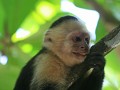 lacht deze White Face Capuchiner Monkey ons uit ? 