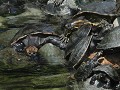 Guayaquil, schildpadden in Parque Seminario