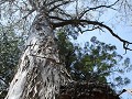 indrukwekkende eucalyptusboom