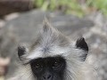 speels aapje in Chinnar wildlife sanctuary