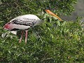 Vedanthangal bird sanctuary, prachtige watervogels