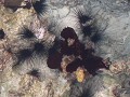 daguitstap - grappige gezichtjes van zee egeltjes 