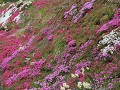 Tochi onsen en omgeving, bloemenpracht in de berm