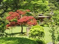Kanazawa - Kenroku-en garden 