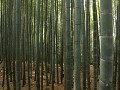 Kyoto, Arashiyama bamboo grove 