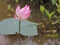 boottocht op Chini Lake lotusbloemen