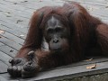 ontmoeting met orang-oetan tijdens de avondwandeli