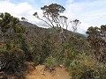 zicht op het pad en de begroeiing, Mesilau trail