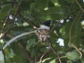 Asian Paradise Flycatcher, volwassen mannetje +1jr