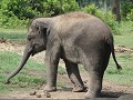 jonge Aziatische olifant in Elephant breeding cent