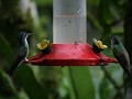 colibri's aan een finca in Miraflor Natural Reserv
