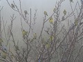 Cajacay - vogels in de mist, naast Manga op slaapp