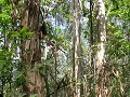 Briteiros wandeling, omringd door eucalyptusbomen