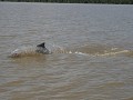 op de Surinamerivier : dolfijnen dansen rond ons b