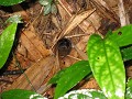 kleine tarantula spin in haar holletje in de jungl
