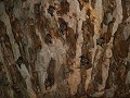 vleermuizen aan het plafond van de grot