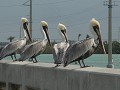 The Florida Keys, pelikanen op een brug