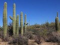 Saguaro NP - Tucson Mountain District