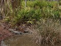 St. Marks National Wildlife Refuge - NWR, aligator