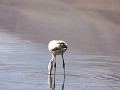 bolivia_-_uyuni_excursion____________179