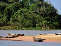 Brazil - 06282013 - Pantanal - DSC 0659-1