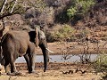 Zuid Afrika - 10052016 - Pilanesberg Nationaal Par